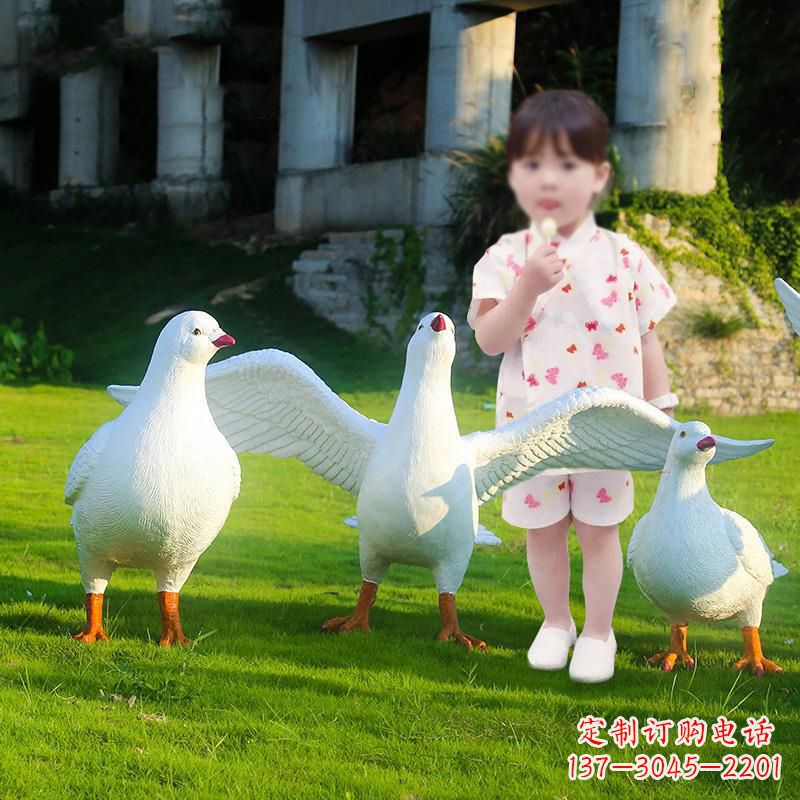 重庆和平鸽唤醒内心的宁静