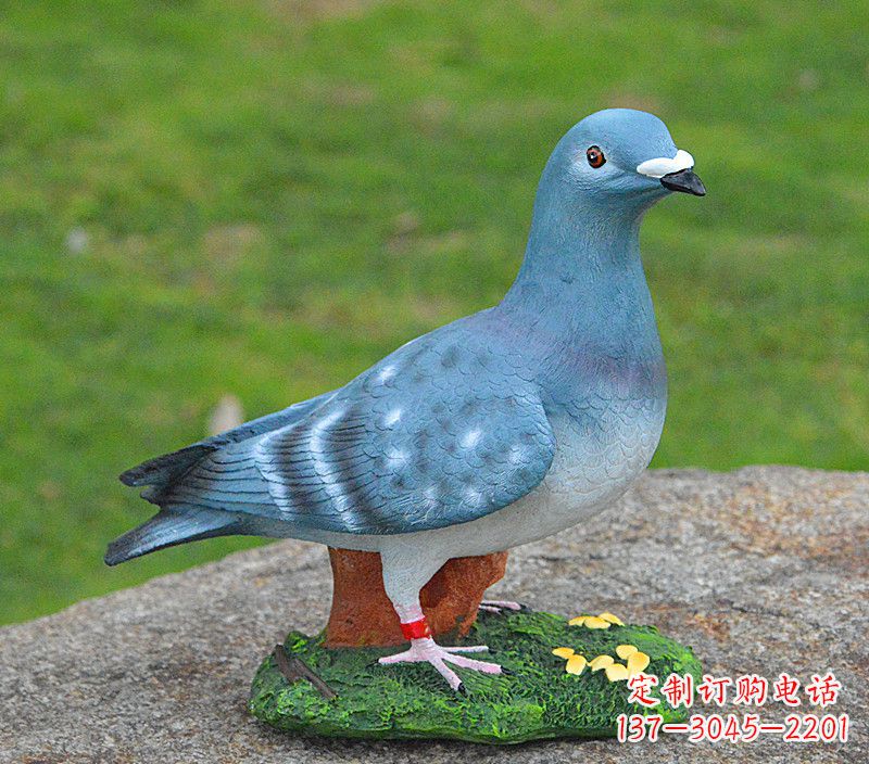 重庆和平鸽传承着永恒的爱